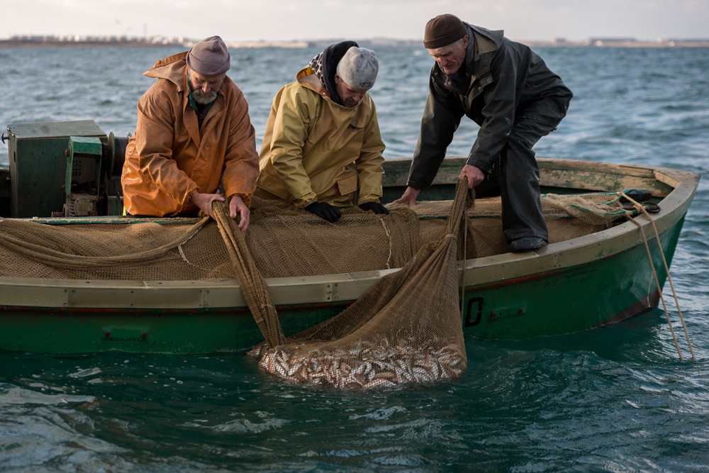 В Сочи выловили рекордные за всю историю более 700 тонн рыбы В Сочи выловили рекордные за всю историю более 700 тонн рыбы