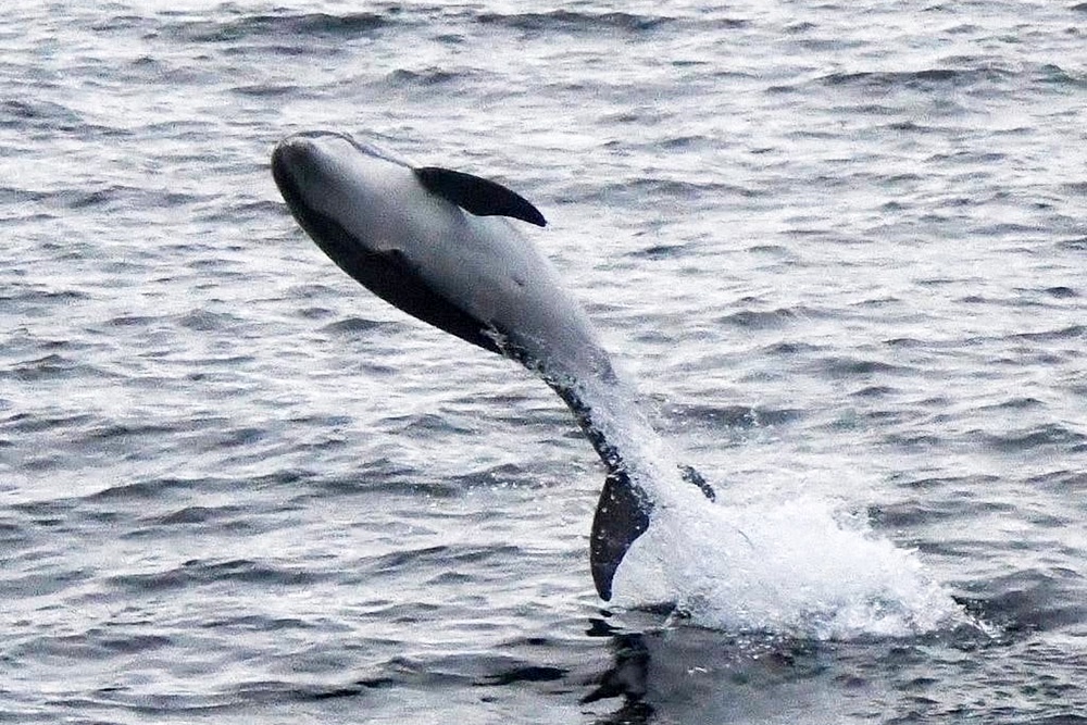 Где в Мурманской области подстеречь кита-“горбача” Где в Мурманской области подстеречь кита-“горбача”