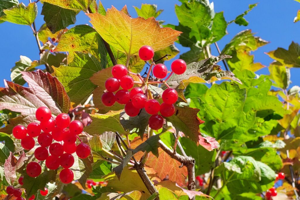 В Минсельхозе заявили, что заморозки не повлияют на урожай фруктов и ягод В Минсельхозе заявили, что заморозки не повлияют на урожай фруктов и ягод