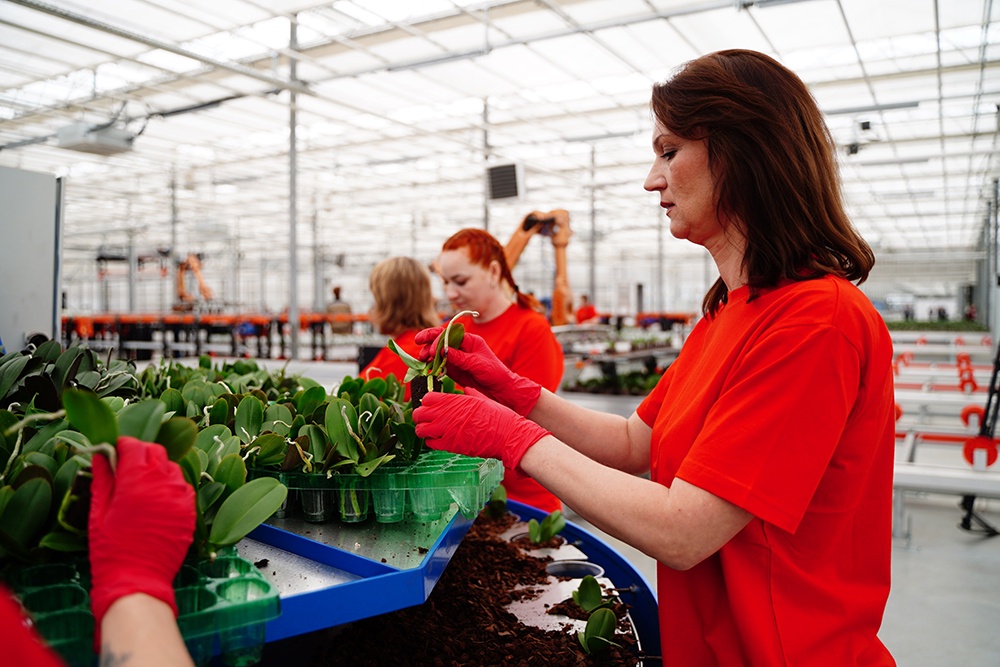 Орхидеи из Ярославля могут вытеснить с прилавков зарубежные цветы Орхидеи из Ярославля могут вытеснить с прилавков зарубежные цветы