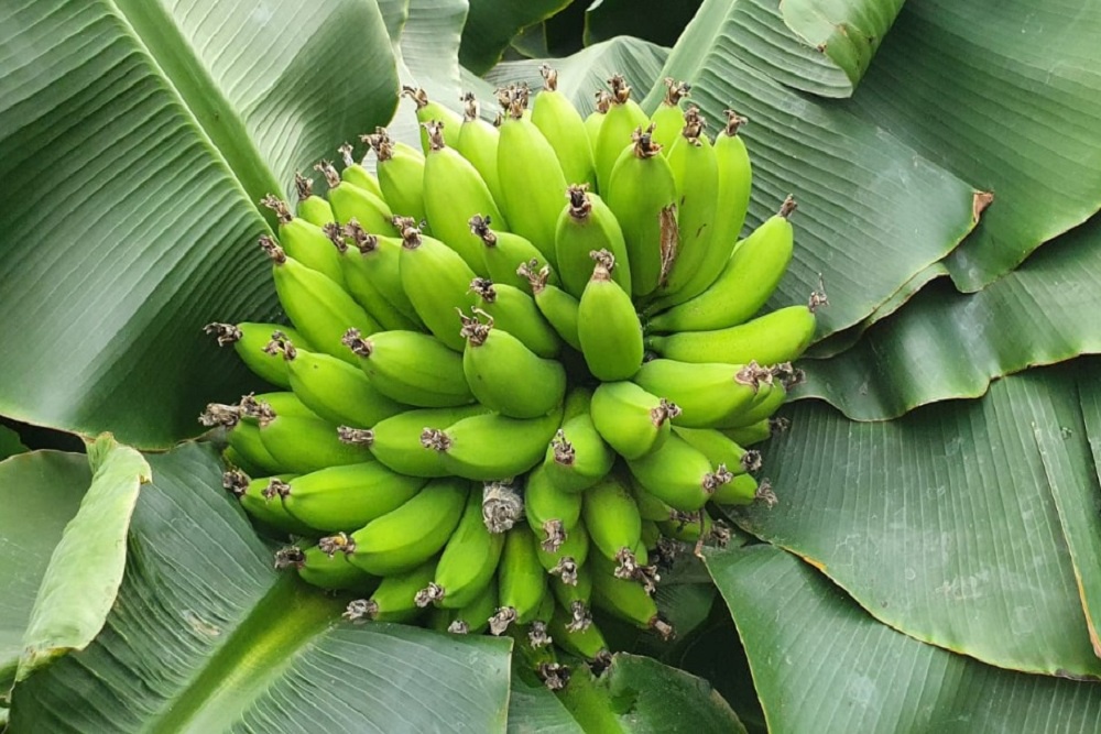 В Приморье намерены выращивать экзотические растения В Приморье намерены выращивать экзотические растения