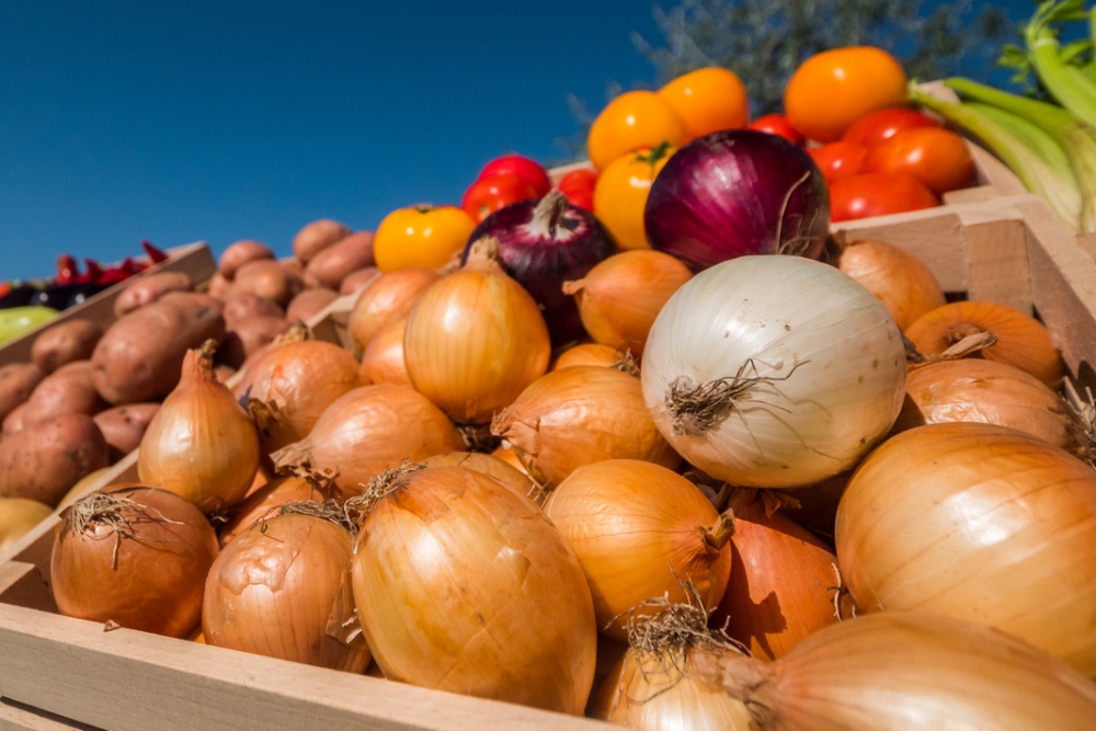 В Минсельхозе назвали причины резкого подорожания капусты и лука В Минсельхозе назвали причины резкого подорожания капусты и лука