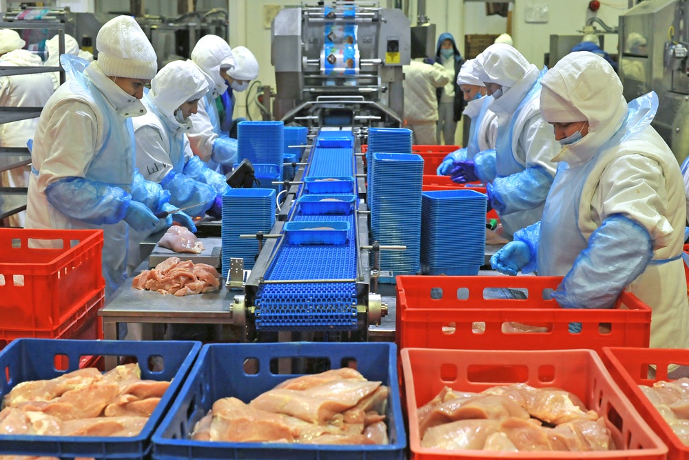 Производство индейки в России растет вопреки мировым тенденциям Производство индейки в России растет вопреки мировым тенденциям