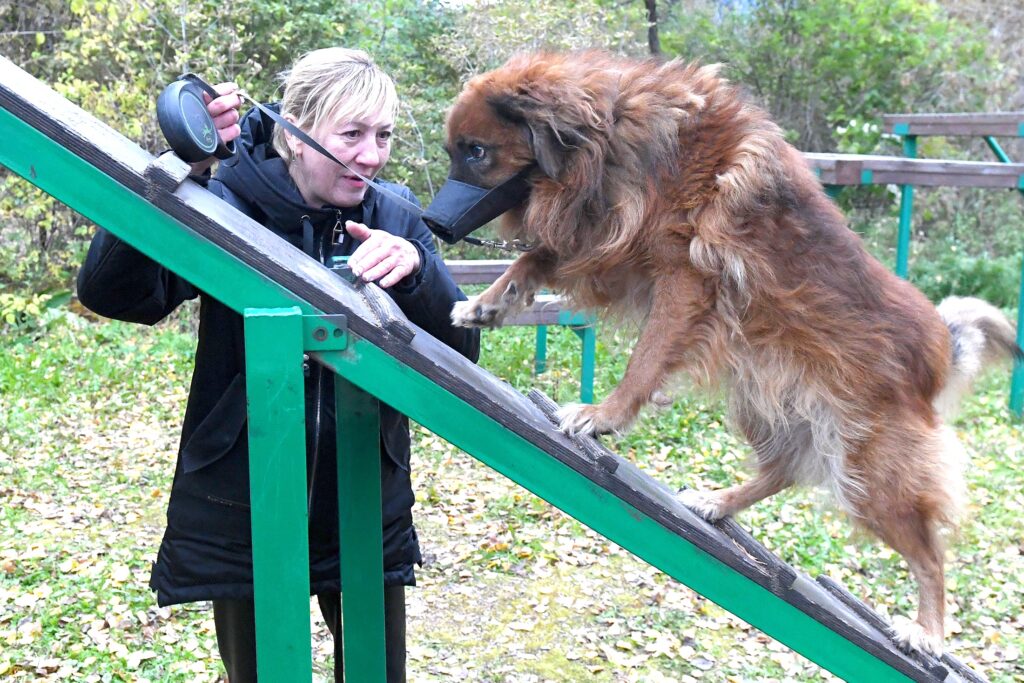 Владельцам собак не хватает мест для прогулок: как эту проблему решить и кто должен платить за площадки Владельцам собак не хватает мест для прогулок: как эту проблему решить и кто должен платить за площадки