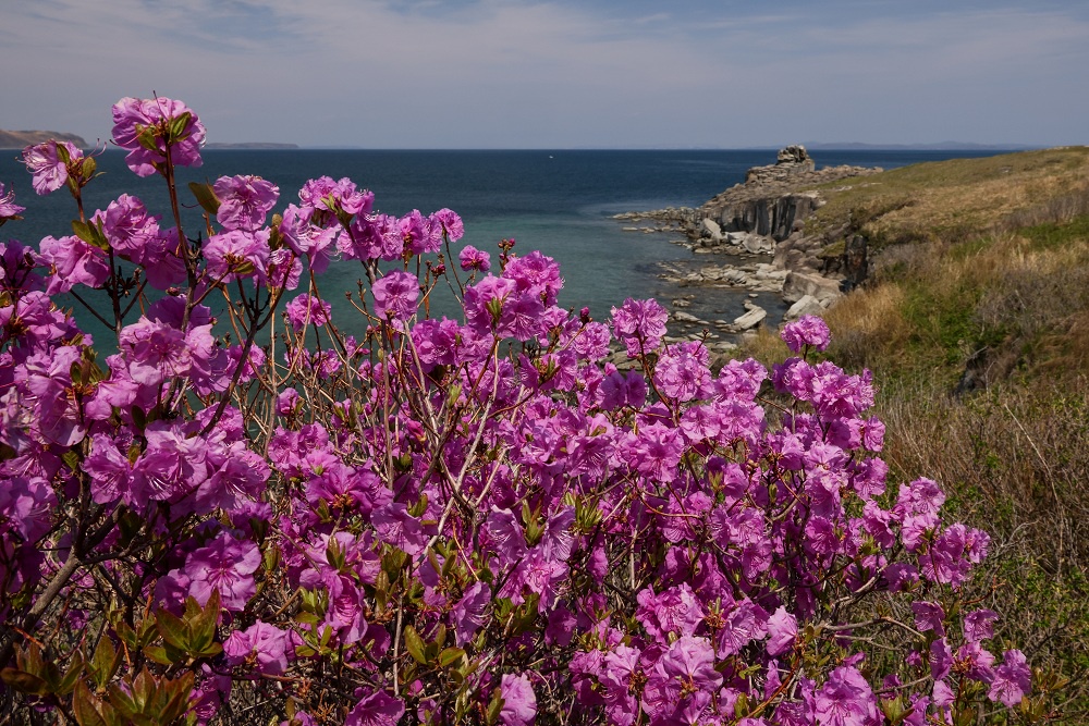 В Приморье приглашают на уникальный Фестиваль рододендрона В Приморье приглашают на уникальный Фестиваль рододендрона