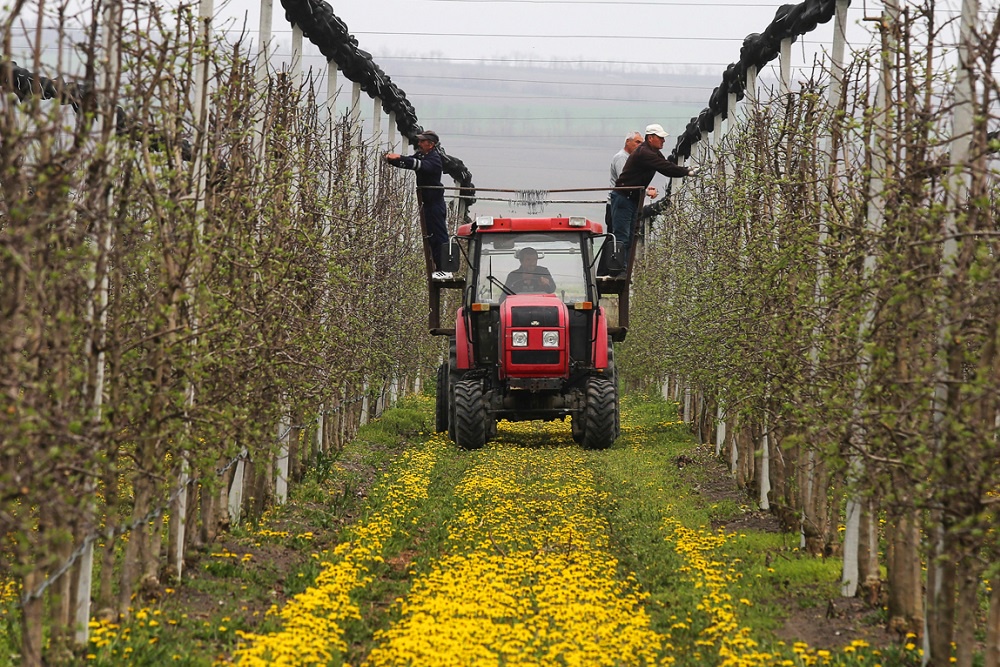 Владельцы плодовых хозяйств Черноземья не спешат страховать посадки и урожай Владельцы плодовых хозяйств Черноземья не спешат страховать посадки и урожай