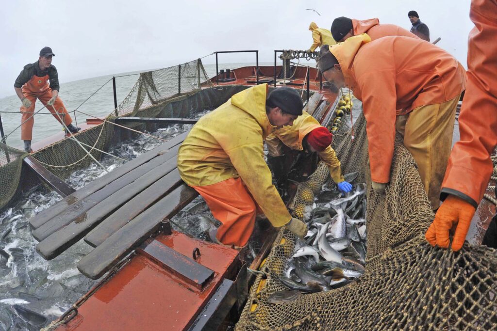 Сколько красной рыбы будет в этом году и по какой цене Сколько красной рыбы будет в этом году и по какой цене