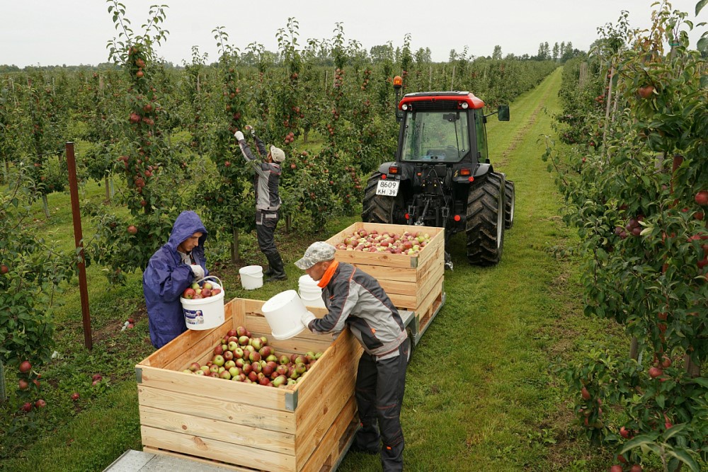 В Калининградской области планируют ввести режим ЧС из-за майских заморозков В Калининградской области планируют ввести режим ЧС из-за майских заморозков
