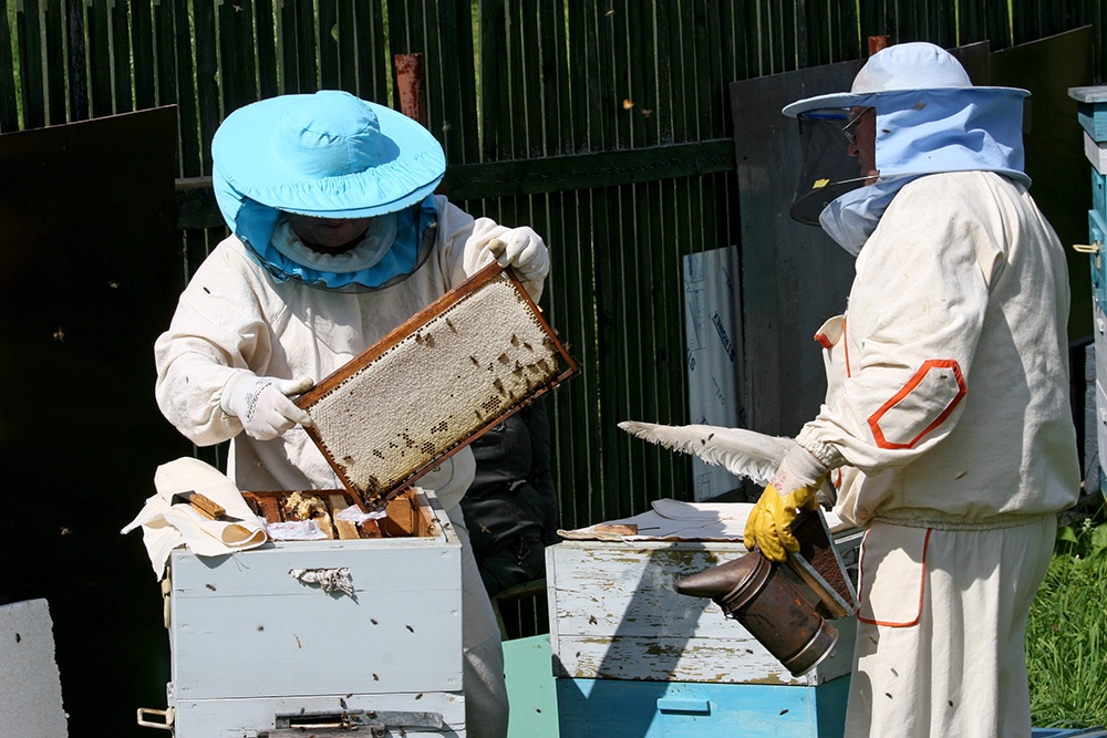 Картина тревожная: корреспондент “РГ” объехал южные пасеки и узнал, почему цены на мед бьют рекорды Картина тревожная: корреспондент “РГ” объехал южные пасеки и узнал, почему цены на мед бьют рекорды