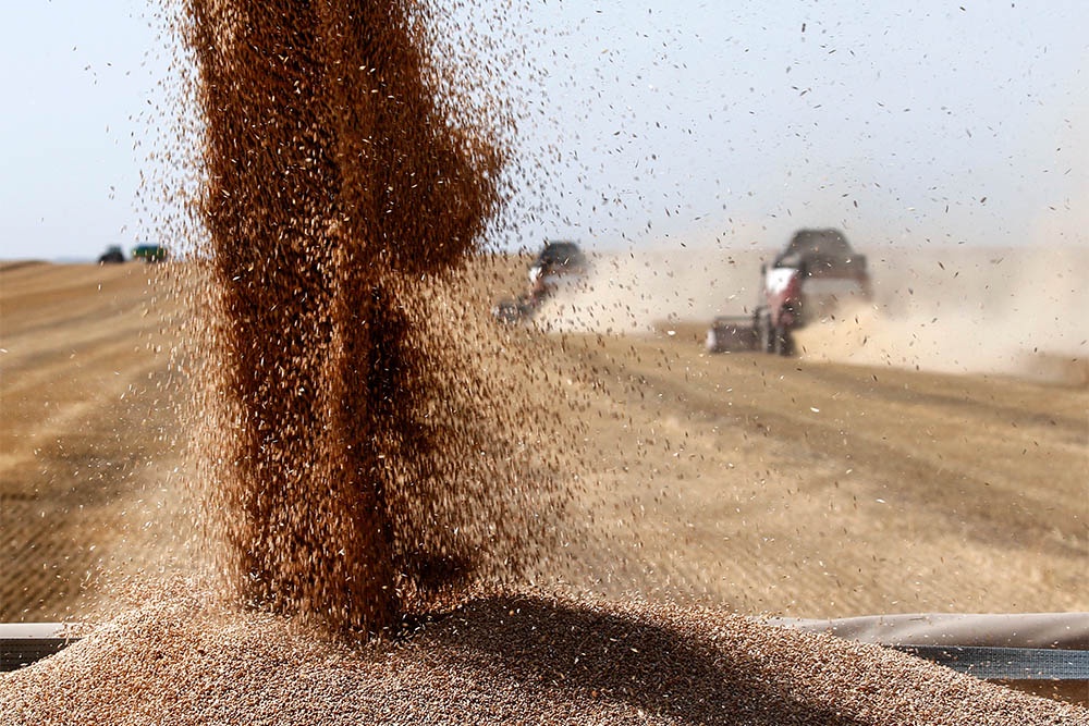 Экспорт зерна из России в этом агросезоне снизится более чем на четверть Экспорт зерна из России в этом агросезоне снизится более чем на четверть