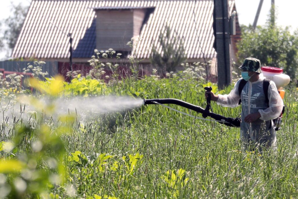 Как справиться с борщевиком на даче Как справиться с борщевиком на даче