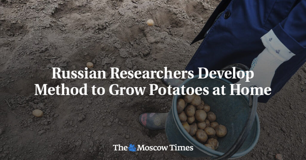 Российские исследователи разработали способ выращивания картофеля в домашних условиях Российские исследователи разработали способ выращивания картофеля в домашних условиях
