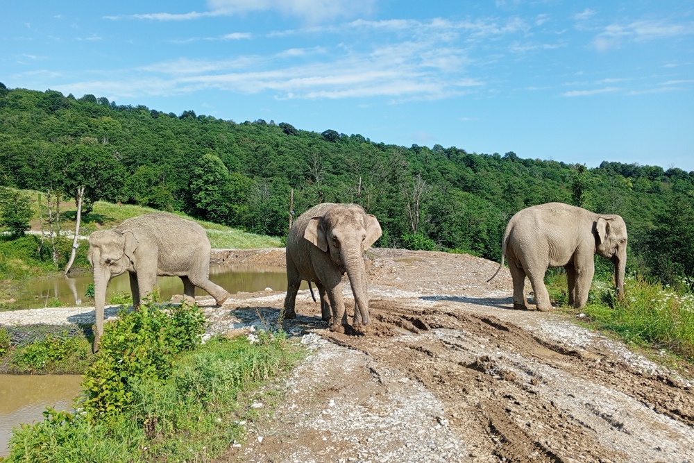 Чудеса в Социализме: под Сочи появился уникальный парк слонов Чудеса в Социализме: под Сочи появился уникальный парк слонов