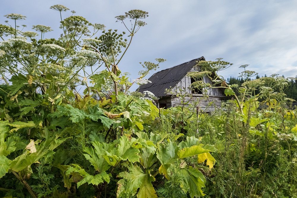Борщевик в законе: в России хотят ввести ответственность для всех владельцев участков, где он растет Борщевик в законе: в России хотят ввести ответственность для всех владельцев участков, где он растет