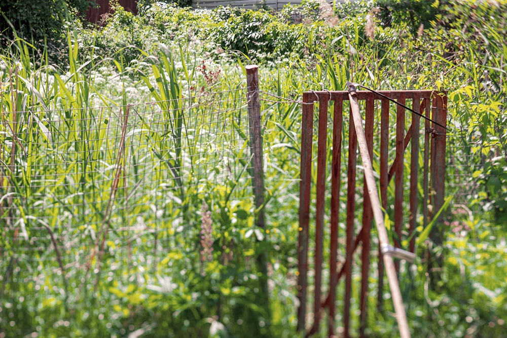 Бурьян на участке может грозить владельцу штрафом в размере до 50 тысяч рублей Бурьян на участке может грозить владельцу штрафом в размере до 50 тысяч рублей