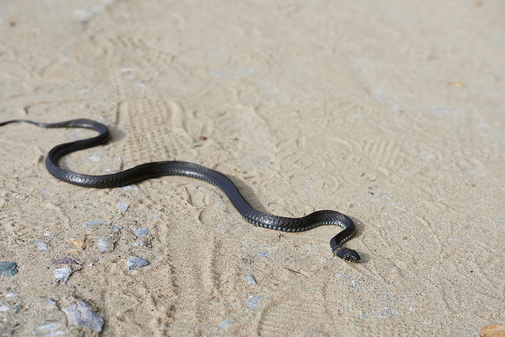 “Жизнь была на волоске”: Российская туристка стала жертвой ядовитой змеи на Бали “Жизнь была на волоске”: Российская туристка стала жертвой ядовитой змеи на Бали