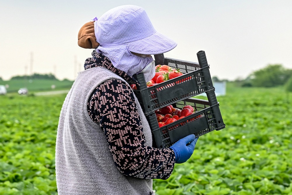 В Калужской области приступили к сбору садовой земляники В Калужской области приступили к сбору садовой земляники