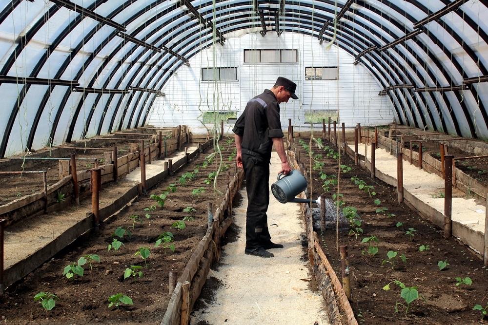 Читинская колония заключила контракт на выращивание овощей Читинская колония заключила контракт на выращивание овощей