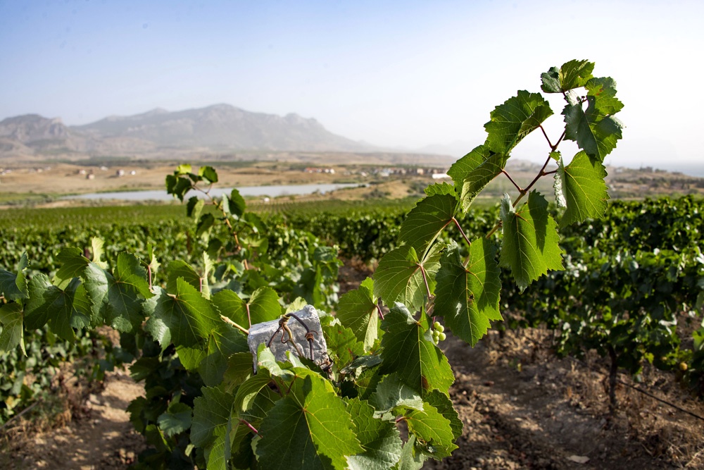 В Крыму из-за заморозков введена ЧС регионального уровня В Крыму из-за заморозков введена ЧС регионального уровня