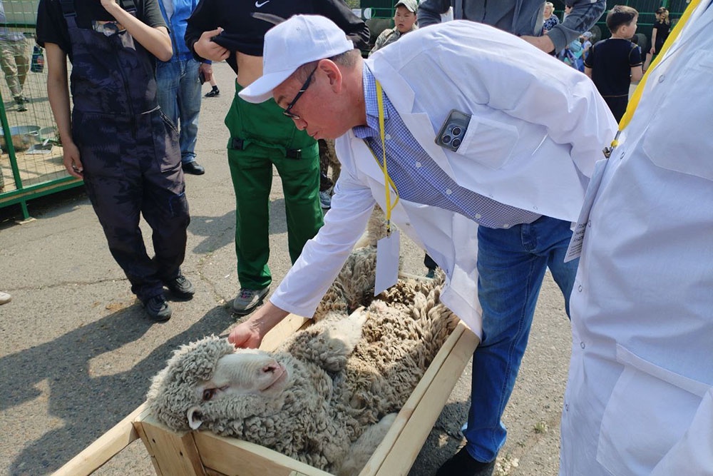В Чите на площади Революции организовали выставку овец и коз В Чите на площади Революции организовали выставку овец и коз
