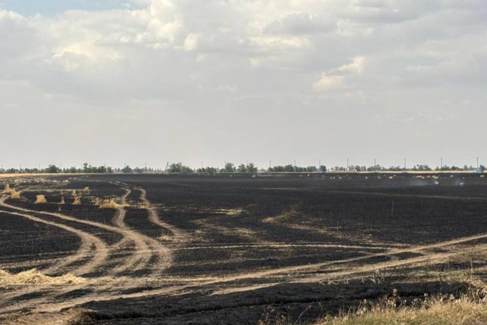 На Ставрополье загорелись 15 гектаров созревшей пшеницы На Ставрополье загорелись 15 гектаров созревшей пшеницы