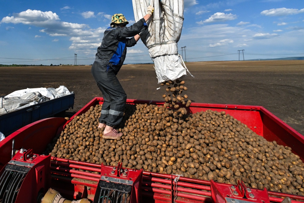 Союзные аграрии увеличили посевы картофеля. Как это отразится на ценах Союзные аграрии увеличили посевы картофеля. Как это отразится на ценах