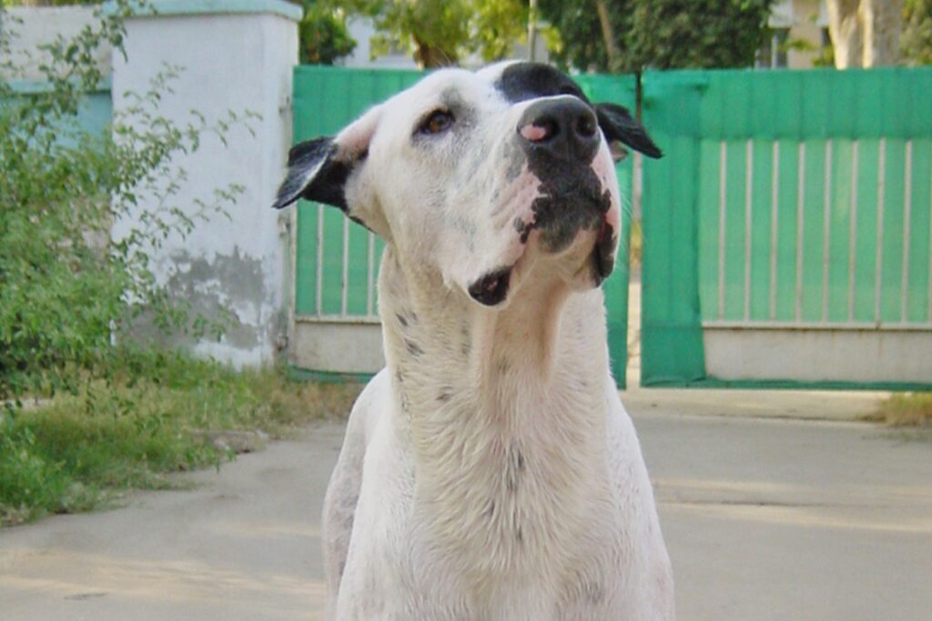 В ГД предложили создать единый короткий номер для вызова ветеринара В ГД предложили создать единый короткий номер для вызова ветеринара