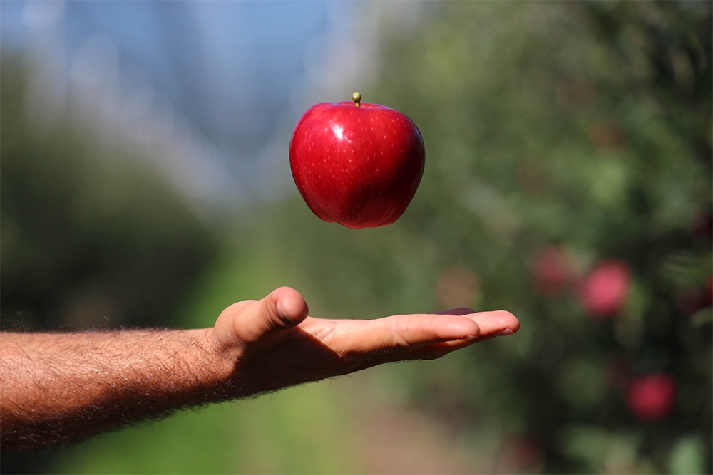 Почему яблокам все труднее добраться до прилавков? Выясняли корреспонденты “РГ” Почему яблокам все труднее добраться до прилавков? Выясняли корреспонденты “РГ”