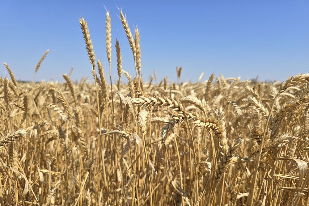 В девяти районах Кубани ввели режим ЧС из-за критического уровня засухи В девяти районах Кубани ввели режим ЧС из-за критического уровня засухи