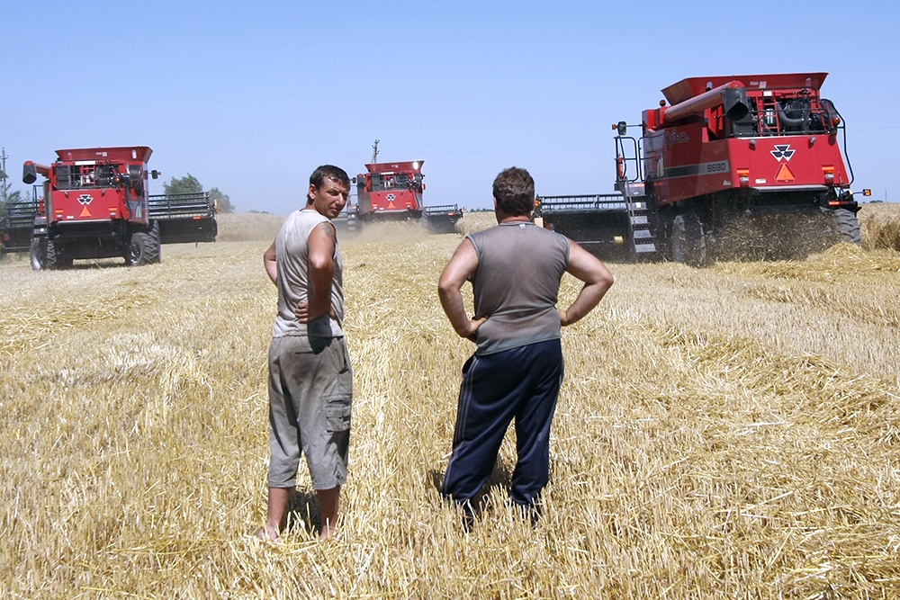 Почвенная засуха подкосила урожай на Кубани Почвенная засуха подкосила урожай на Кубани