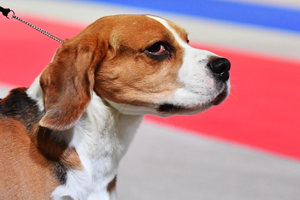 Каждому псу – по родословной. Как поможет питомцам и их хозяевам закон о разведении породистых животных Каждому псу – по родословной. Как поможет питомцам и их хозяевам закон о разведении породистых животных