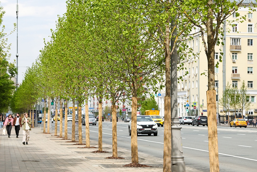 За четыре года на Ленинском проспекте высадили более 2 тысяч новых деревьев За четыре года на Ленинском проспекте высадили более 2 тысяч новых деревьев