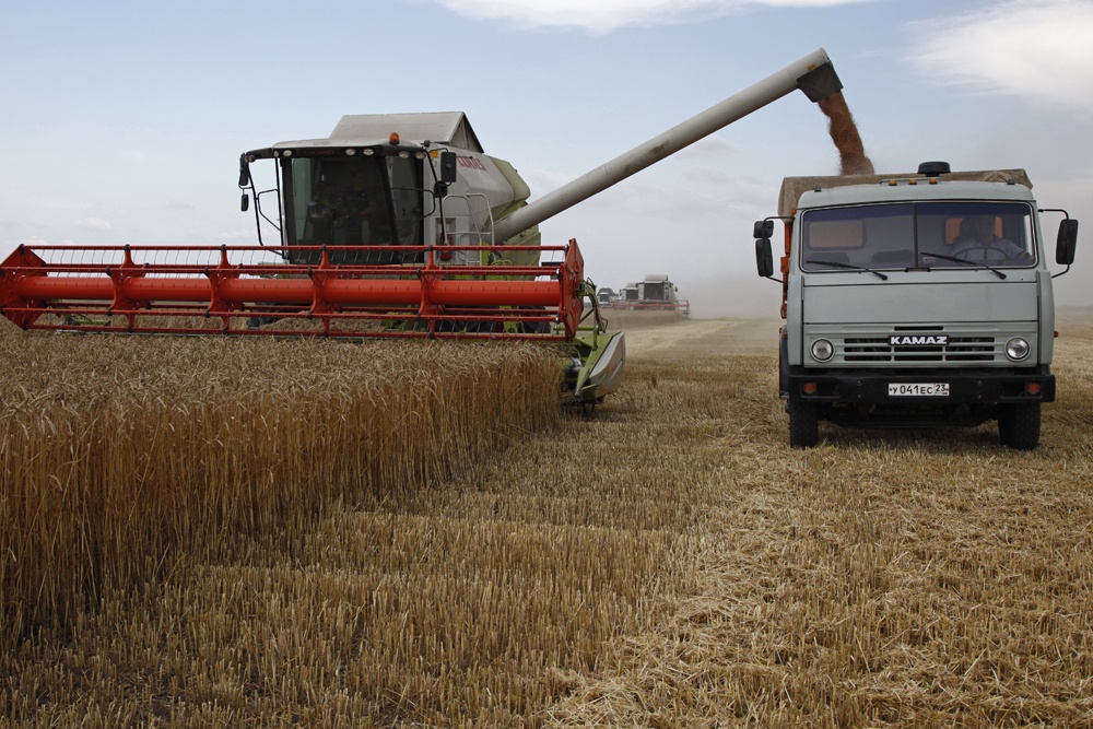 Из-за засухи урожайность зерновых на Кубани на четверть ниже, чем годом ранее Из-за засухи урожайность зерновых на Кубани на четверть ниже, чем годом ранее