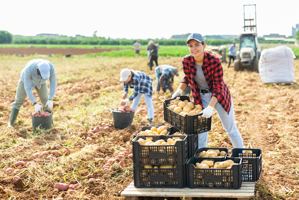 Для стабилизации цен на картофель аграрии предложили перейти на долгосрочные контракты с фиксированной оптовой ценой Для стабилизации цен на картофель аграрии предложили перейти на долгосрочные контракты с фиксированной оптовой ценой