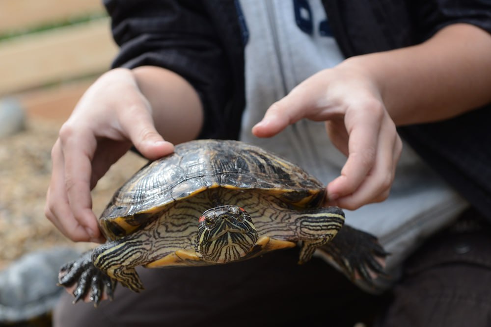 В аэропорту Сочи пассажиры выбросили более 15 черепах В аэропорту Сочи пассажиры выбросили более 15 черепах