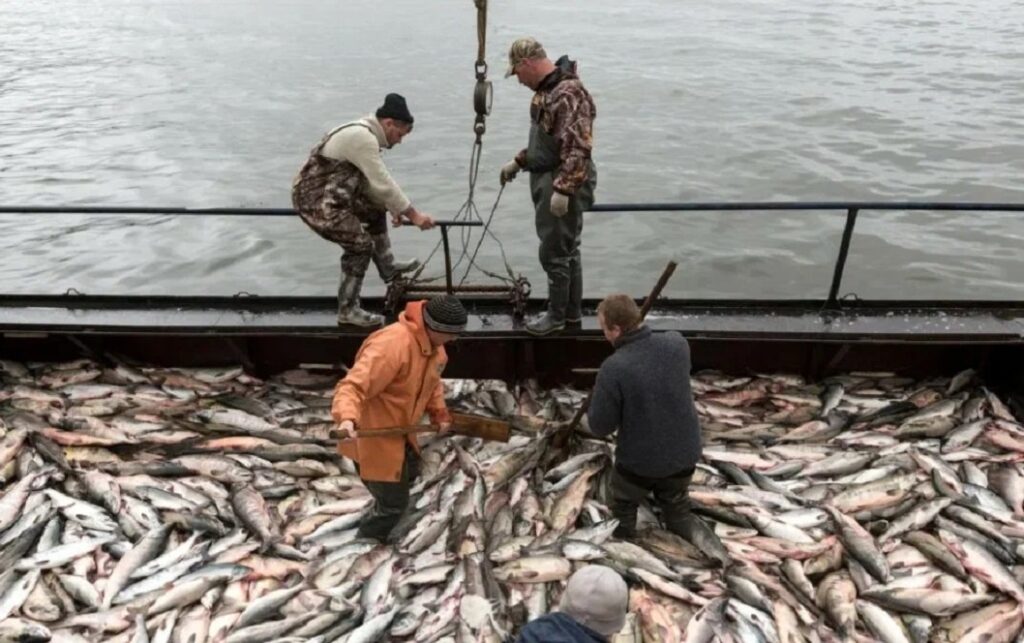 Рыбаки Дальнего Востока бьют рекорды по вылову лосося Рыбаки Дальнего Востока бьют рекорды по вылову лосося