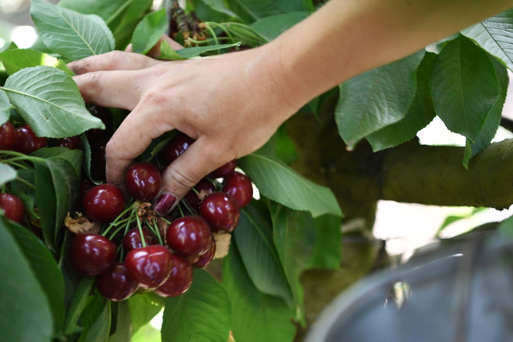 Россиянам рассказали, как правильно выбрать черешню Россиянам рассказали, как правильно выбрать черешню