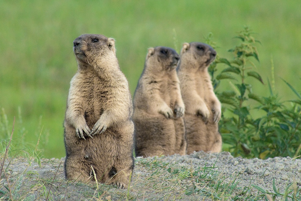 В Новосибирской области появилась “Деревня сурков” В Новосибирской области появилась “Деревня сурков”