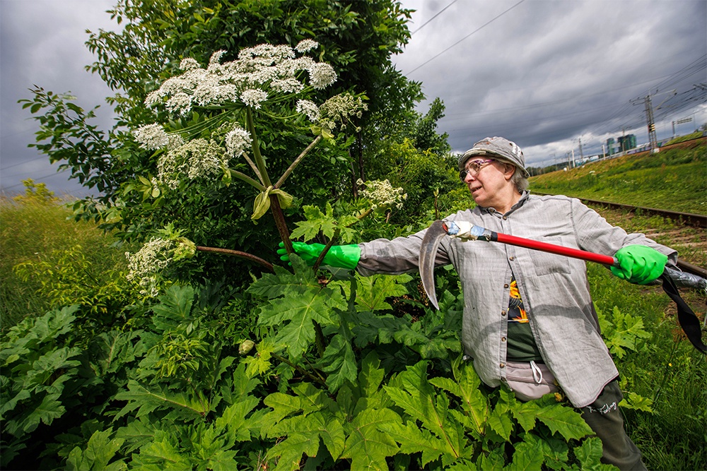 Путин подписал закон о борьбе с борщевиком Путин подписал закон о борьбе с борщевиком
