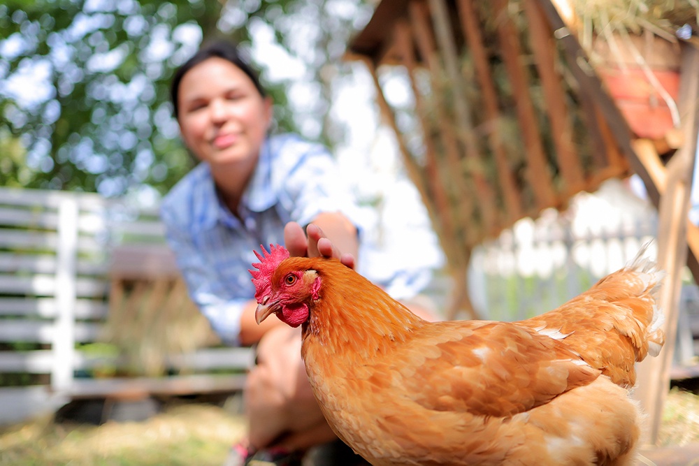 Можно ли разводить кур на даче в России? Можно ли разводить кур на даче в России?