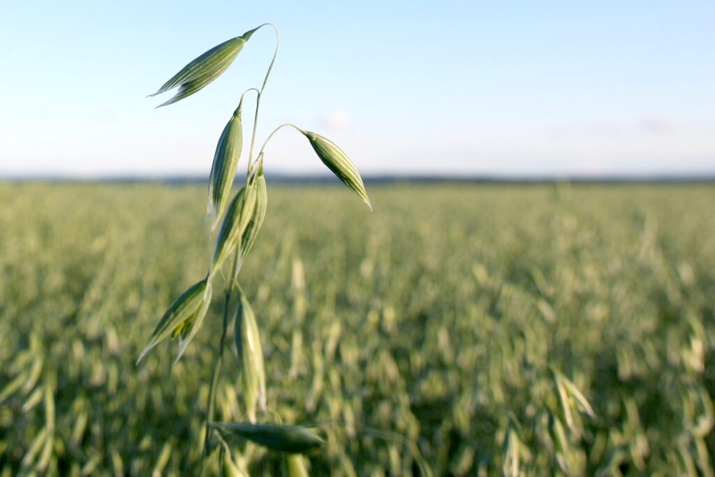 Злак вопроса: почему посевные площади под зерновыми продолжают снижаться Злак вопроса: почему посевные площади под зерновыми продолжают снижаться
