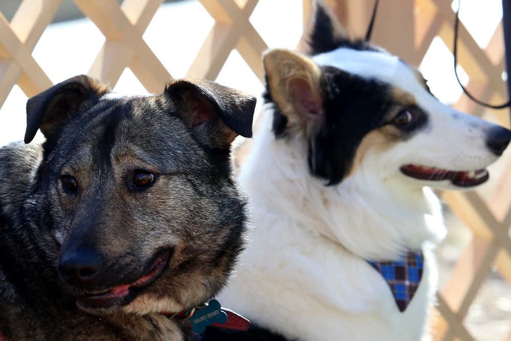 В Госдуму предложили законопроект о лимите количества животных в квартирах. В Госдуму предложили законопроект о лимите количества животных в квартирах.