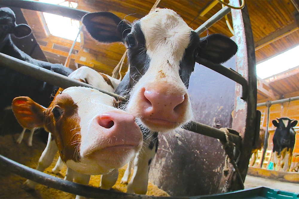 В Томской области открыли новую молочную ферму В Томской области открыли новую молочную ферму