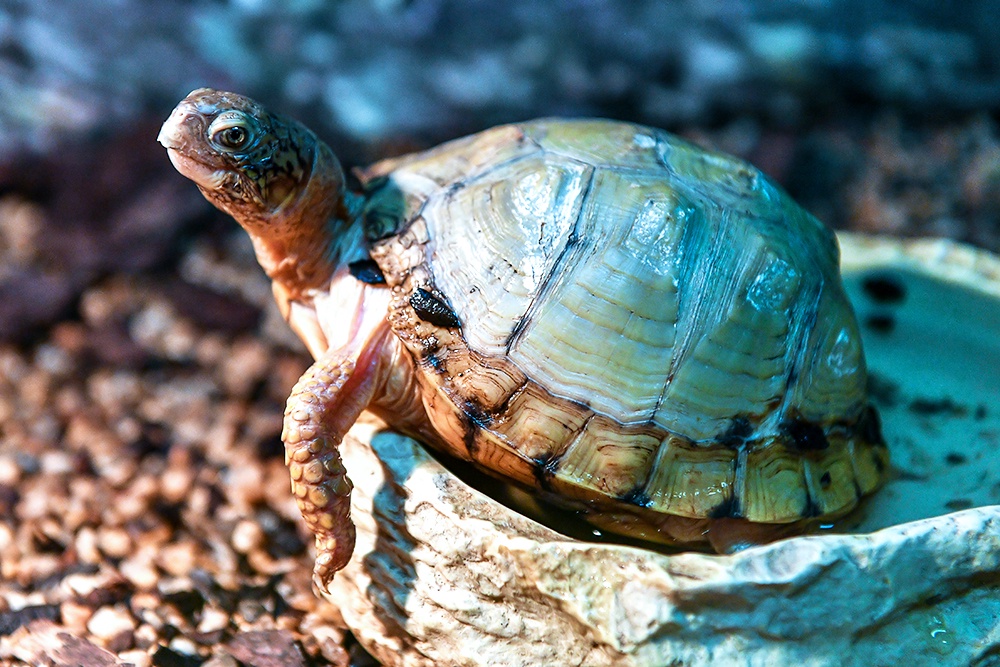 Редкие животные составляют менее 2% рынка домашних питомцев – Российская газета. Редкие животные составляют менее 2% рынка домашних питомцев – Российская газета.