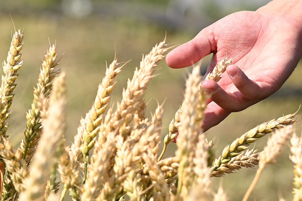 Господдержка агропромышленного комплекса: изменения в 2026 году Господдержка агропромышленного комплекса: изменения в 2026 году