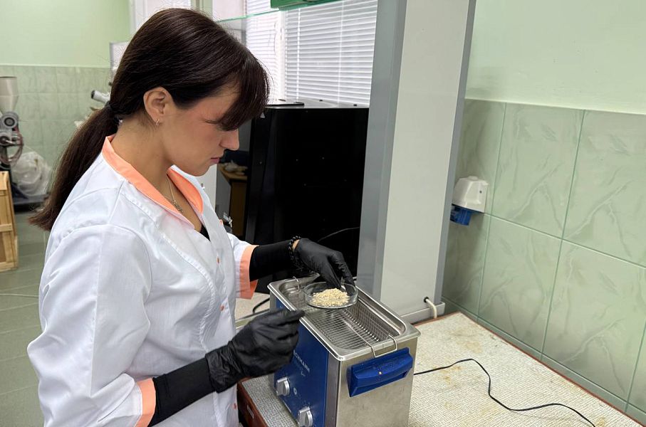 Белгородские ученые предложили экологичную замену пластику. Белгородские ученые предложили экологичную замену пластику.