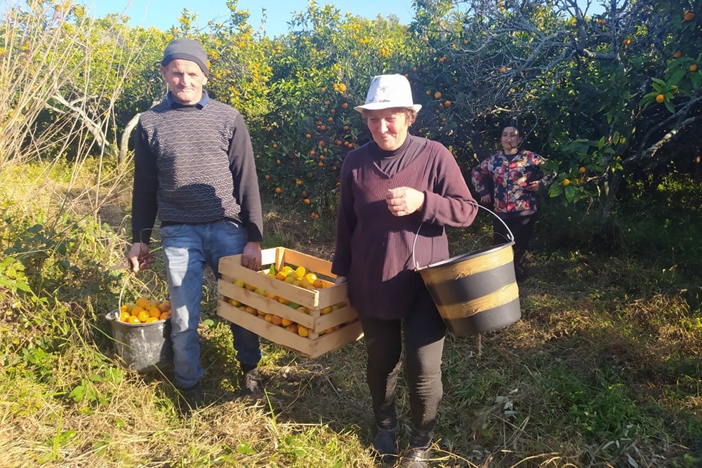 В российские регионы начали завозить абхазские мандарины нового урожая В российские регионы начали завозить абхазские мандарины нового урожая