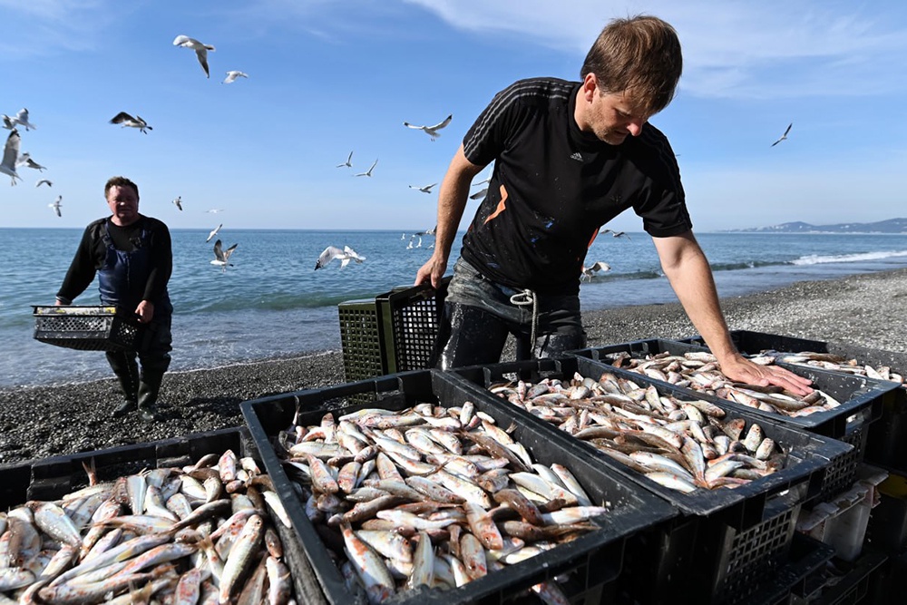 На Кубани и в Крыму начался промысловый сезон ловли барабули На Кубани и в Крыму начался промысловый сезон ловли барабули
