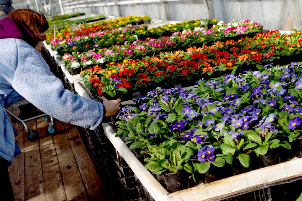 С какими трудностями сталкиваются цветочники России и готовы ли они к импортозамещению