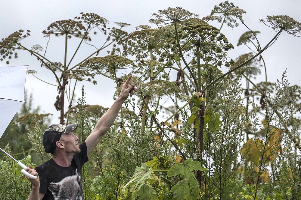 Ярославский суд впервые изъял у частника зараженную борщевиком землю Ярославский суд впервые изъял у частника зараженную борщевиком землю